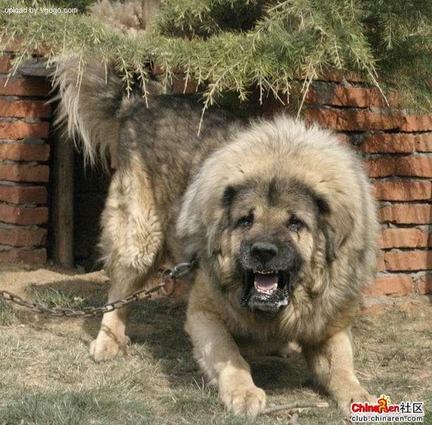 Tibetan Mastiff