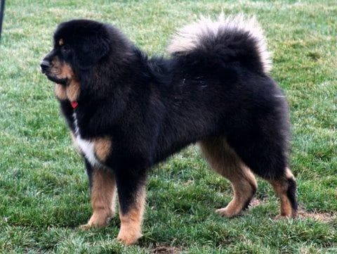 Tibetan Mastiff