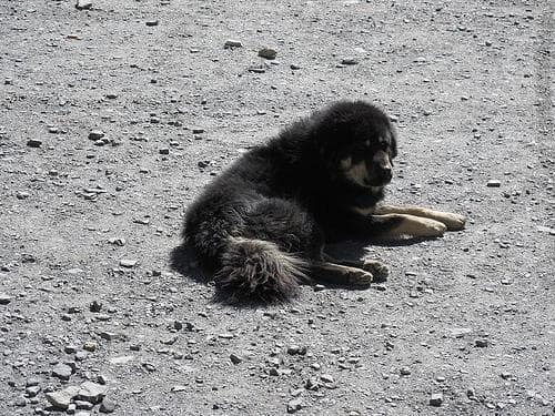 Tibetan Mastiff