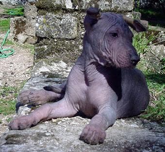 Mexican Hairless