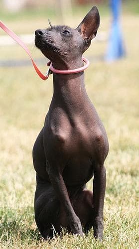 Mexican Hairless