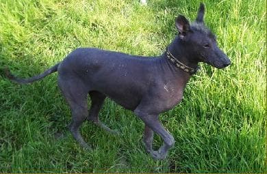 Mexican Hairless