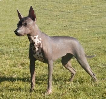 Mexican Hairless