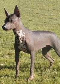 Mexican Hairless