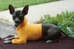 Mexican Hairless