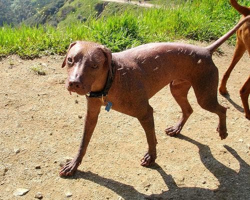 Mexican Hairless
