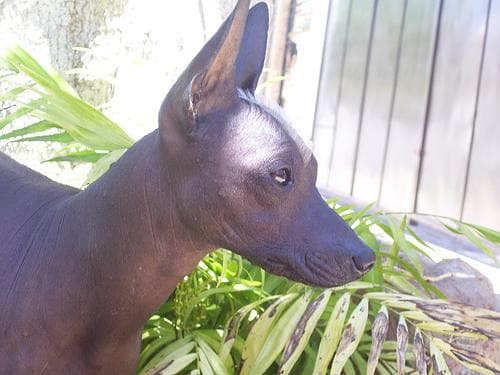 Mexican Hairless