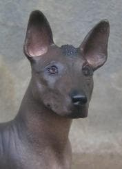 Mexican Hairless