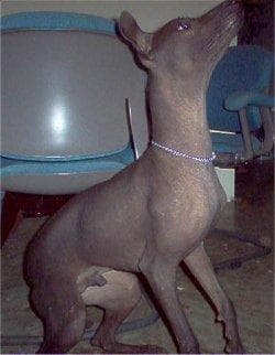 Mexican Hairless