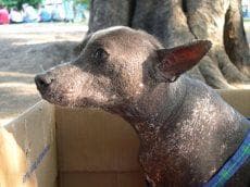 Mexican Hairless