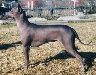 Mexican Hairless