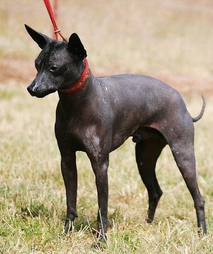 Mexican Hairless