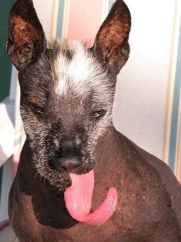Mexican Hairless