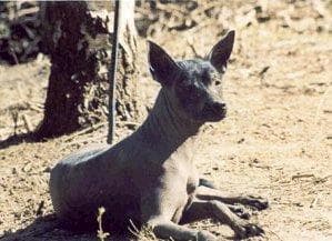 Mexican Hairless