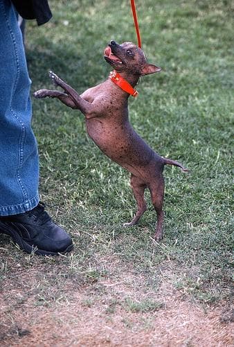 Mexican Hairless