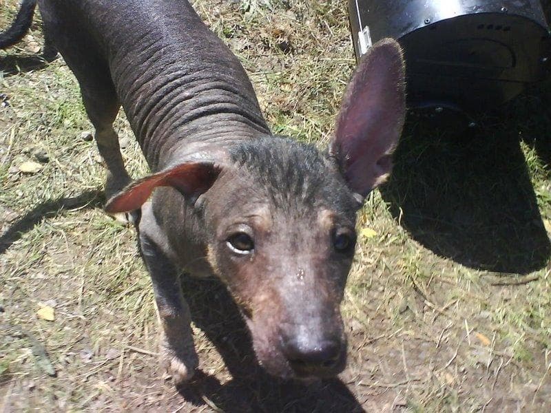 Mexican Hairless