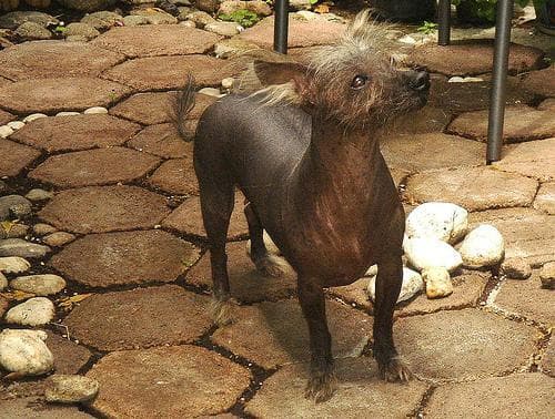 Mexican Hairless