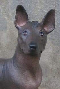 Mexican Hairless