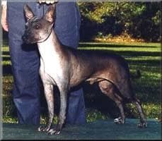 Mexican Hairless