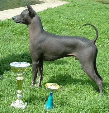 Mexican Hairless