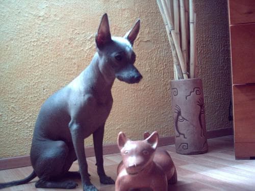 Mexican Hairless