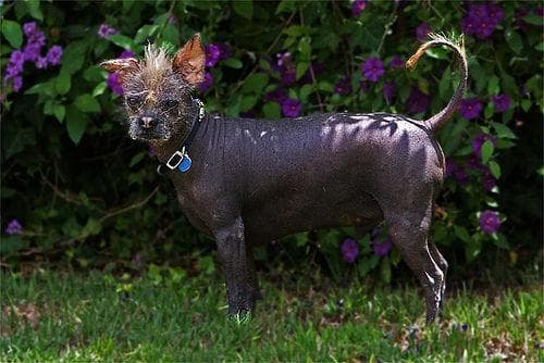 Mexican Hairless