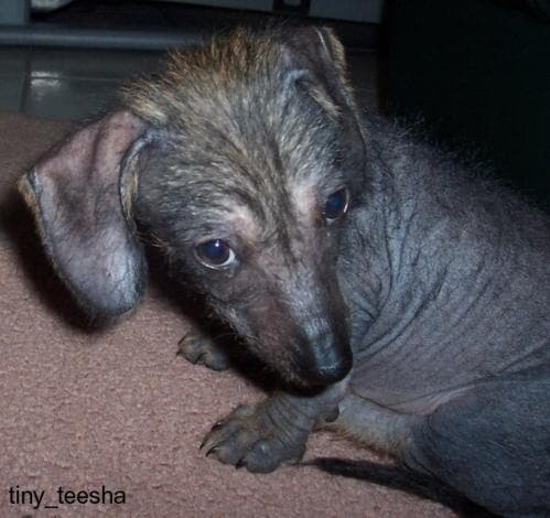 Mexican Hairless