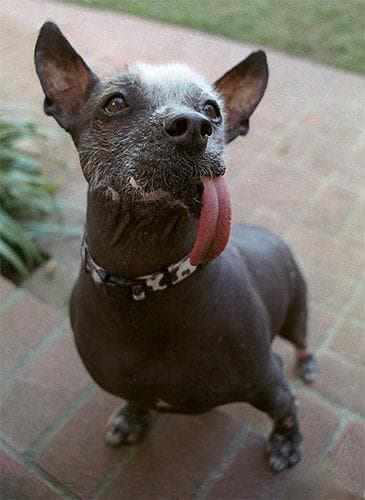 Mexican Hairless