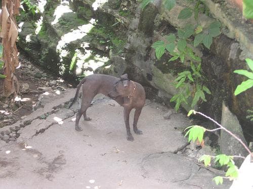 Mexican Hairless