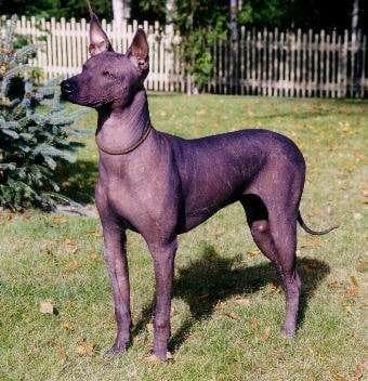 Mexican Hairless