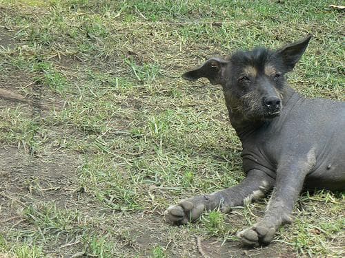 Mexican Hairless