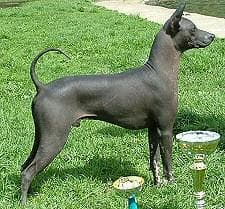 Mexican Hairless