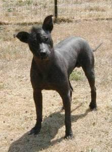 Mexican Hairless