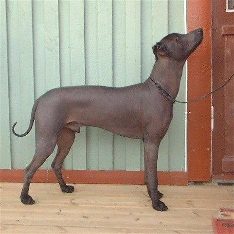 Mexican Hairless