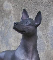 Mexican Hairless