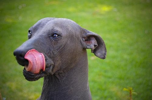 Mexican Hairless