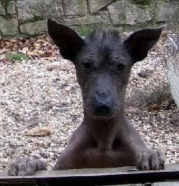 Mexican Hairless