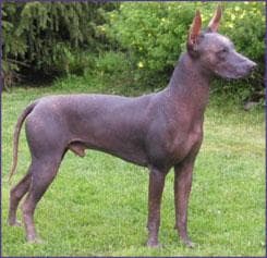 Mexican Hairless