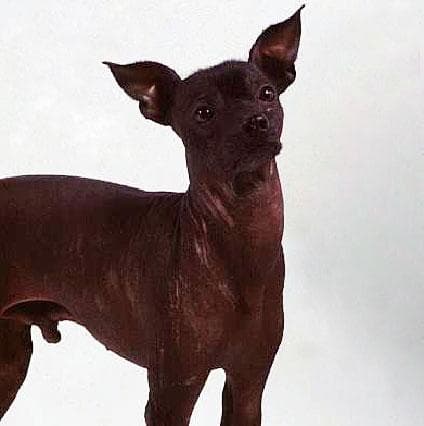 Mexican Hairless