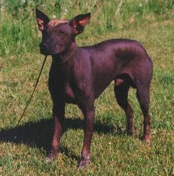 Mexican Hairless