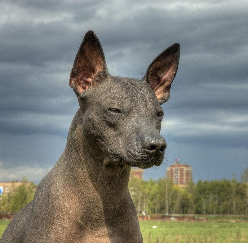 Mexican Hairless