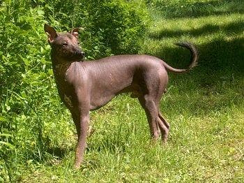 Mexican Hairless