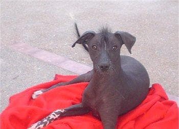 Mexican Hairless