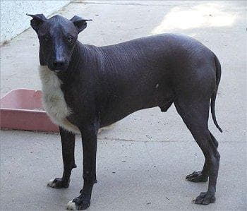 Mexican Hairless