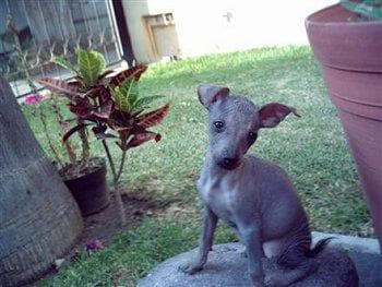 Mexican Hairless