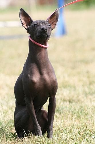 Mexican Hairless