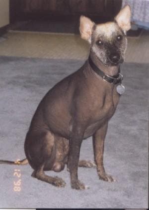 Mexican Hairless