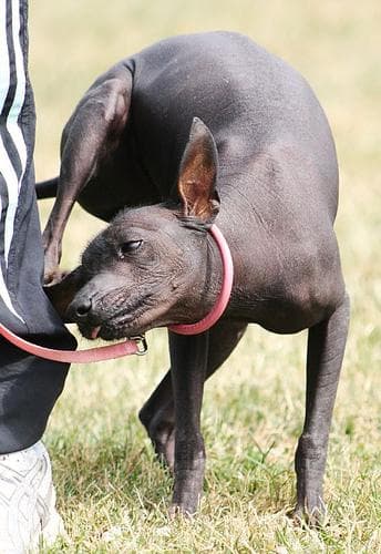 Mexican Hairless