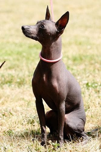 Mexican Hairless