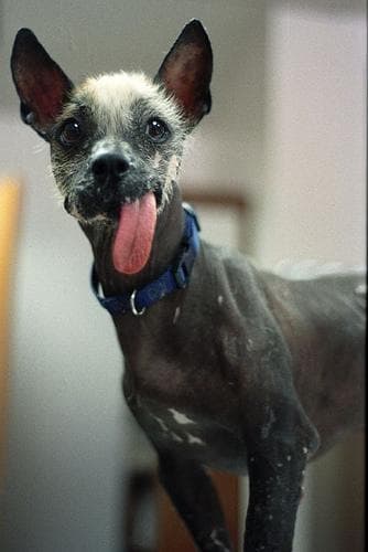 Mexican Hairless